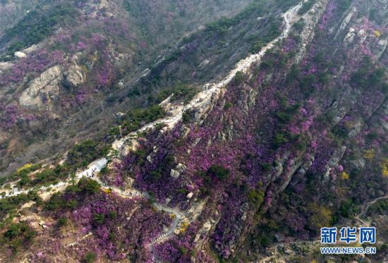 (美丽中国)(3)青岛大珠山:杜鹃花海漫山绽放