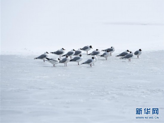 （環境）（1）雪后青海湖