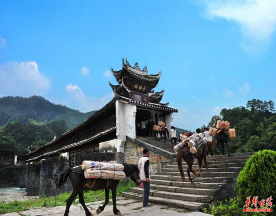 体验"24小时健康茶生活 湖南(春季)乡村文化旅游节28日益阳安化启幕