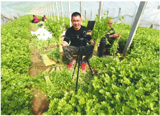 農產品供求失衡，信息不對稱是“硬傷”。應對疫情影響，我省各地一些菜農“試水”網絡賣貨。圖為陽谷縣七級鎮后楊村菜農楊懷根通過網絡直播平台出售自己和村民種植的拱棚香芹。（□記者盧鵬 通訊員 陳清林 報道）