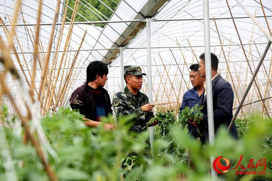 布哈和村民一起研究番茄長勢。