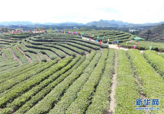 （社會）（2）福建政和舉辦第二屆白茶開茶節