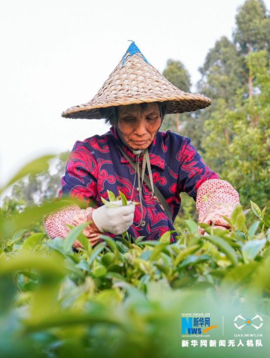 福建诏安：八仙山下采春茶