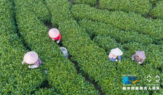 福建诏安：八仙山下采春茶(图2)