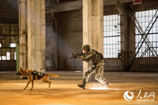 警犬進行追捕訓練。