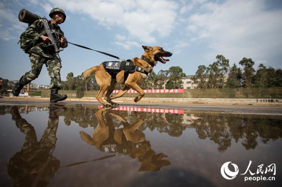 警犬與訓導員一起進行3公裡武裝奔襲。