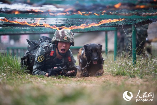 警犬與訓導員進行人犬協同通過障礙訓練。