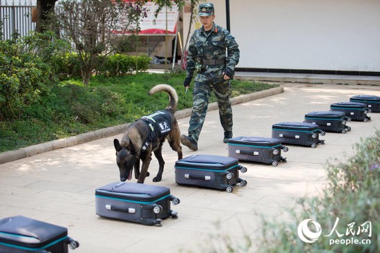 警犬進行密碼箱搜爆訓練。