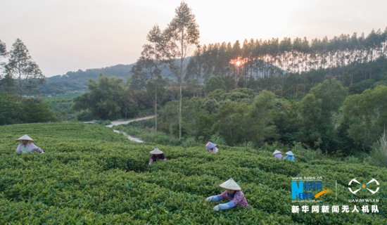 福建诏安：八仙山下采春茶(图3)