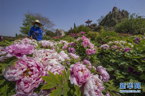 （環境）（3）河北武安：廢棄荒地變身“花果山”