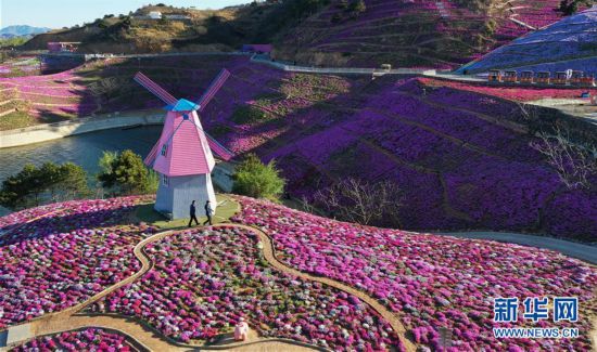 （環境）（2）河北遷西：芝櫻花開