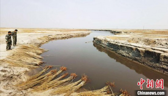 吉林西部鹽鹼村興起造綠行動“白土地”穿綠衣裳