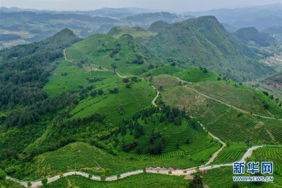 贵州丹寨：“扶贫茶园”采茶忙