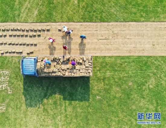 #（經濟）（3）江蘇泗洪：發展草坪種植 幫助農民家門口就業