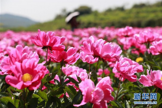 #（春季美麗生態）（2）暮春花開