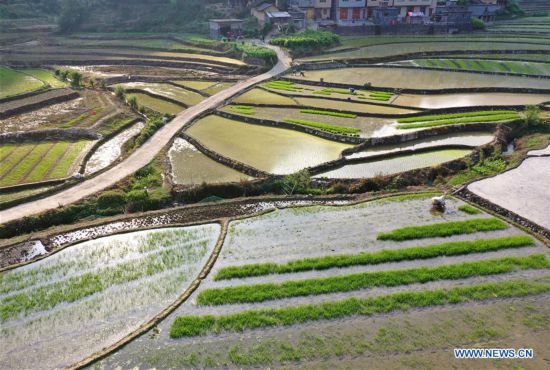 CHINA-GUANGXI-NANDAN-FARM WORK (CN)