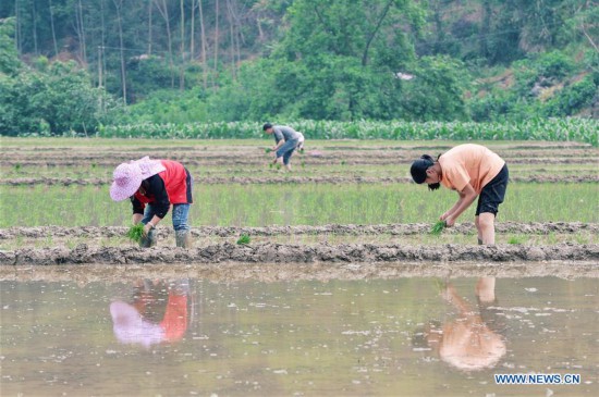 CHINA-GUANGXI-NANDAN-FARM WORK (CN)