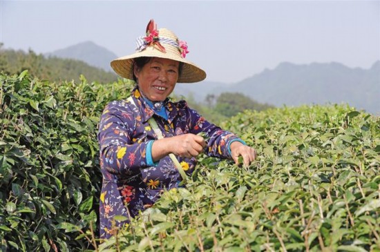 茶山沐春光 茶农采茶忙