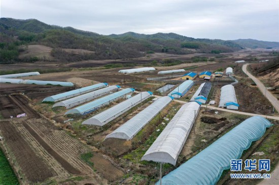 （經濟）（4）吉林安圖：山野菜經濟富農家