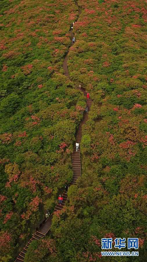 （環境）（3）杜鵑花開景色美