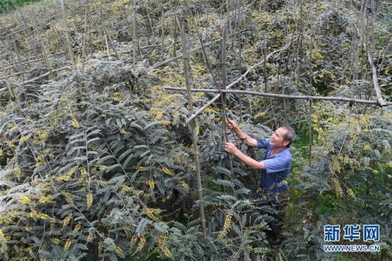 （社会）（1）广西环江：中草药种植助增收