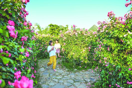 5月9日,游客在安龙县国家科技农业园"玫瑰迷宫"内游览.
