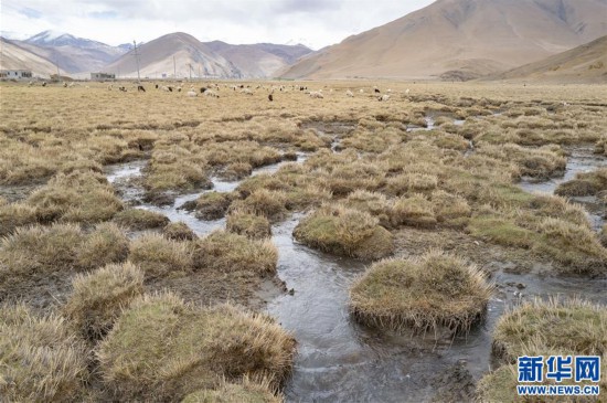 （2020珠峰高程測量）（3）珠峰自然保護區生物多樣性得到有效保護