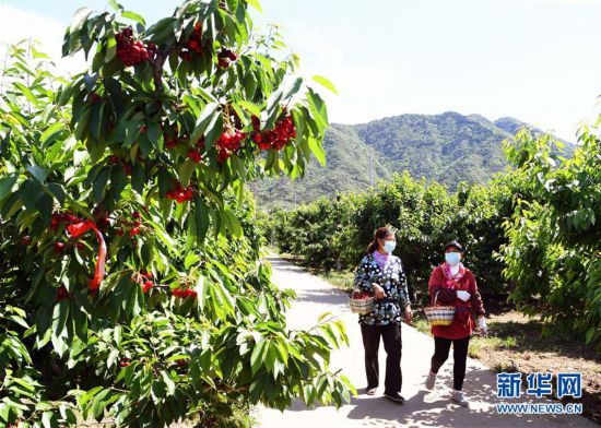 �����ã���1��������ӭ��ӣ�Ҳ�ժ��