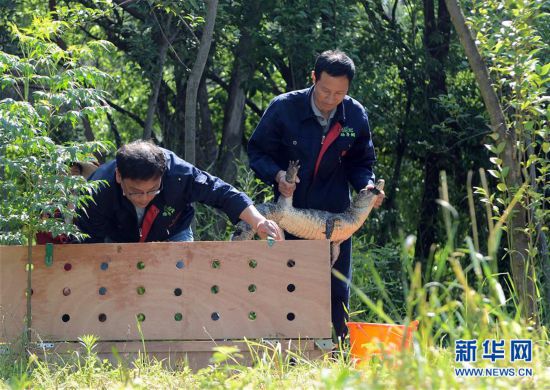 （環境）（1）安徽：32條揚子鱷放歸野外