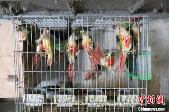 近900隻鸚鵡藏身浙江台州一民房抓獲9名犯罪嫌疑人
