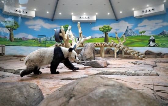 5月21日，大熊貓“青城”在鞍山市二一九動物園大熊貓館適應新環境。