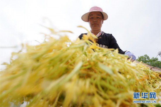 （經濟）（4）河北內丘：金銀花鋪筑山區增收路