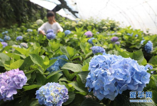 （經濟）（1）河北唐山：“鮮花經濟”促增收