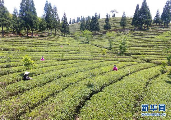 （經濟）（5）福建省今年前4個月出口茶葉7726噸 同比增長8.7%