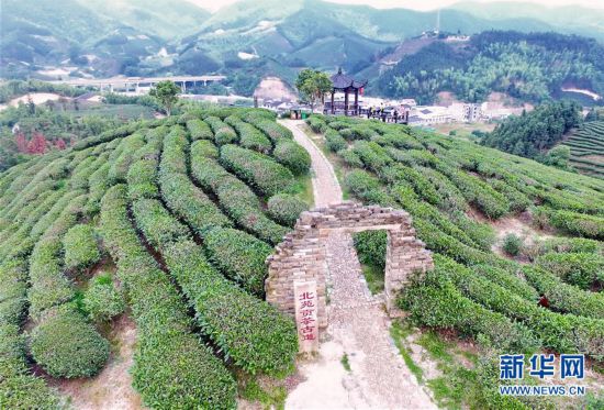 （經濟）（3）福建省今年前4個月出口茶葉7726噸 同比增長8.7%