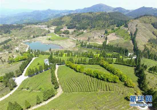 （經濟）（4）福建省今年前4個月出口茶葉7726噸 同比增長8.7%