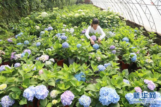（經濟）（3）河北唐山：“鮮花經濟”促增收