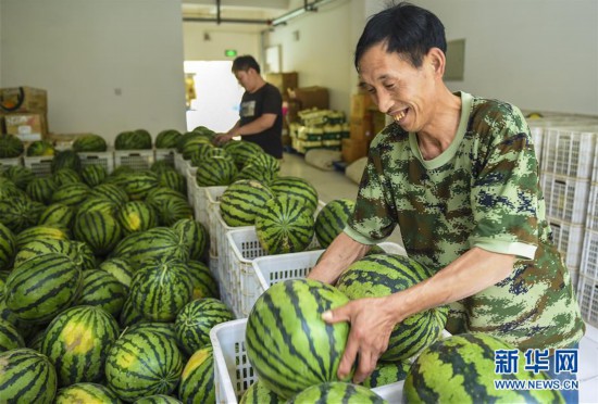 （脫貧攻堅）（1）河北深州：產業扶貧提升“造血”功能