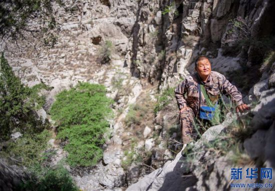 （圖片故事）（1）“岩羊爸爸”：在懸崖峭壁間守護山中精靈
