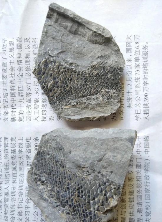 【历史合肥】探寻远古生命