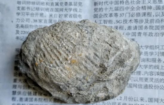 【历史合肥】探寻远古生命