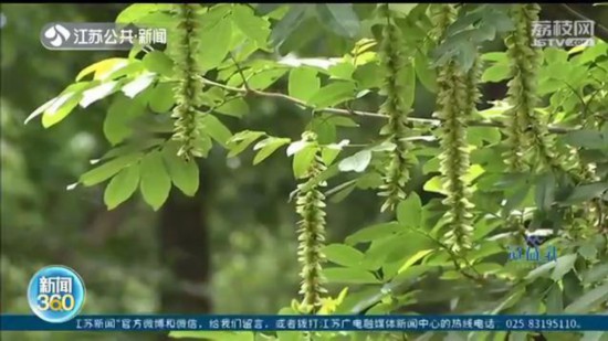 6月9號起，江蘇淮河以南進入梅雨期 今年入梅提前10天左右