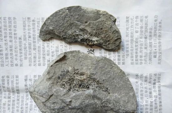 【历史合肥】探寻远古生命