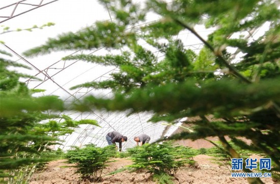 （經濟）（2）河北唐山：特色種植助農增收