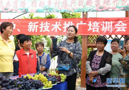(社会)(1)天津武清:大棚葡萄迎来丰收季