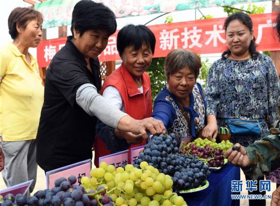 (社会)(7)天津武清:大棚葡萄迎来丰收季
