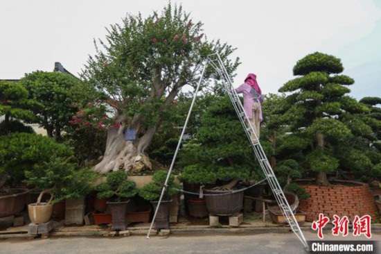 南通如皋花木盆景绘就致富的"康庄大道"