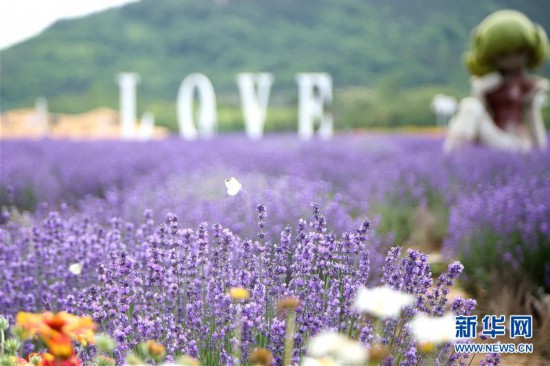 #���»��ӽ磩��3��ɽ���ൺ��޹�²�������