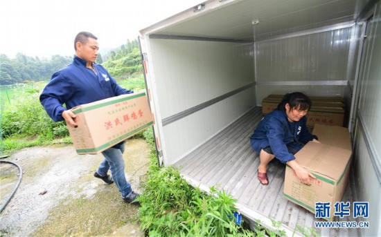 （脱贫攻坚）（7）贵州玉屏：返乡养鸡创业带富乡邻