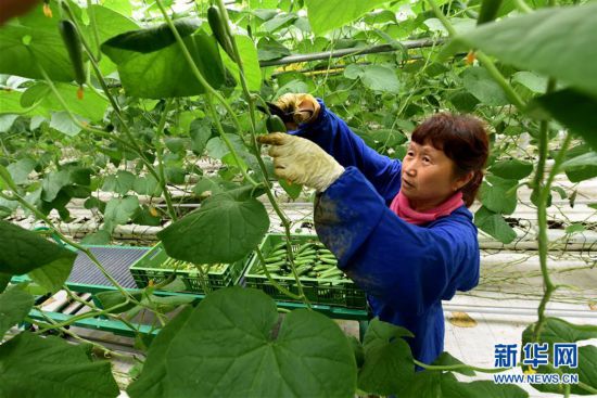 （社会）（1）河北：全力保障首都“菜篮子”